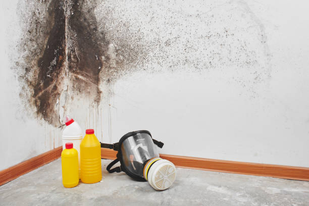 Best Professional Mold Removal  in Hamlet, NC