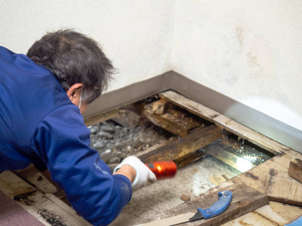 Best Mold Damage Repair  in Hamlet, NC