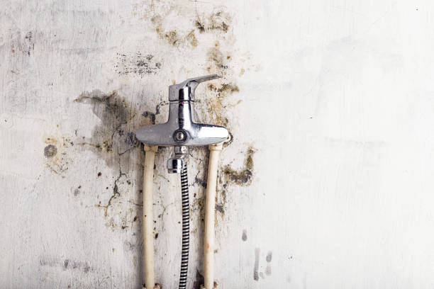 Best Mold Remediation Services  in Hamlet, NC