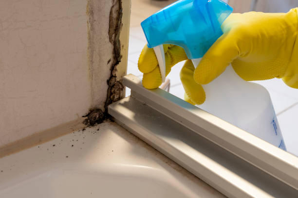 Trusted Hamlet, NC Mold Removal Experts