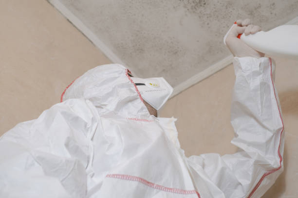 Best Attic Mold Removal  in Hamlet, NC