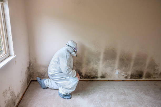 Best Professional Mold Removal  in Hamlet, NC
