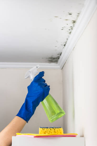 Best Best Mold Removal Companies  in Hamlet, NC